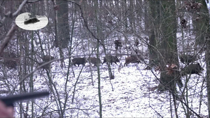 Wild boar driven hunting fever in December!