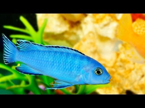 How to Treat a Fish with White Spots | Aquarium Care