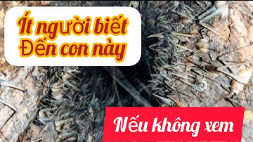 (T.1) Trải nhiệm cận cảnh bắt # Tôm Rừng # món đặc sản