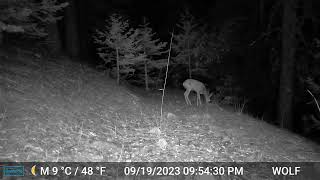 Tehachapi cabin Deer