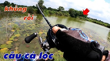 Câu Lure Cá Lóc ✅ Câu Cá Lóc Ngày Mưa  Bão Địa Hình Nước Cạn Và Cái Kết | Tâm Râu Vlog #248