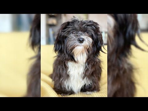 Vidéo: Le nouveau type tendance de friandises pour chiens Havaneses va aux noix
