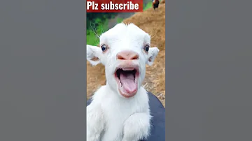 Bakri Mai Main Shorts Viral Youtube 
