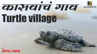 #sea turtle anjarle turtle festival 2019 dapoli