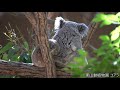 コアラ koala 東山動植物園 2020/03/10