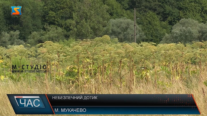 Небезпечний дотик. Що робити після зустрічі з борщівником?