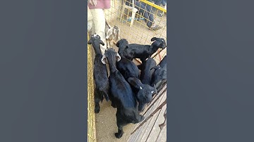 Z BLACK GOATS 🤯 AT CHEAPEST PRICE @chengicherla market#akramdairyfarm #akramdairyfarmallpetschannel
