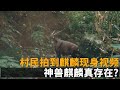 村民拍到麒麟現身視頻 頭頂尖角身材高大 神獸麒麟真存在 村民拍到麒麟現身視頻 頭頂尖角身材高大 神獸麒麟真存在