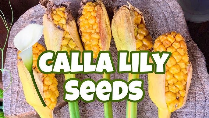 How to Harvest Calla Lily Seeds: Easy Steps for Successful Growing