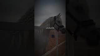 حالات واتس اب الخيل