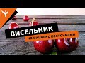 рДЖ 61: Висельник на вишне с косточками. Тонкий аромат, мягкий вкус, шикарное послевкусие