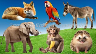 Cute Baby Monkeys: Elephant, Bird, Horse, Monkey, Bear, Flamingo | Animal Moments by Domestic Animals Sounds 4K 497 views 2 days ago 34 minutes