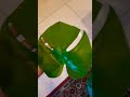 #монстера