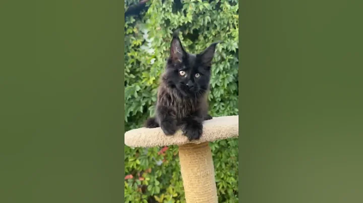 Video 10642861: male maine coon, beautiful maine coon, cute maine coon