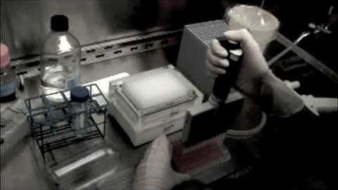 P. falciparum high-throughput Luciferase assay