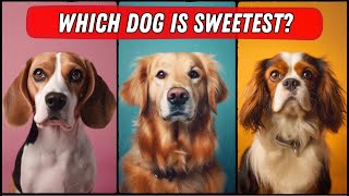 Top 10 Sweetest Dog Breeds in the World (you'll love them)