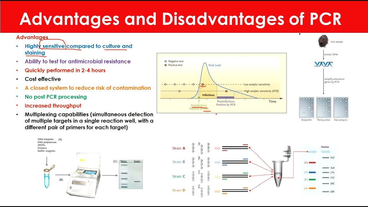 Advantages and Disadvantages of PCR Biotechnology YouTube