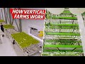 How an Indoor Farm Uses Technology to Grow 80,000 Pounds of Produce per Week  — Dan Does