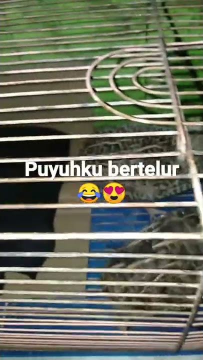 puyuhku Bertelur😂😍..#murikuswantoofficial #burungpuyuh