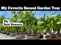 Bonsai garden tour