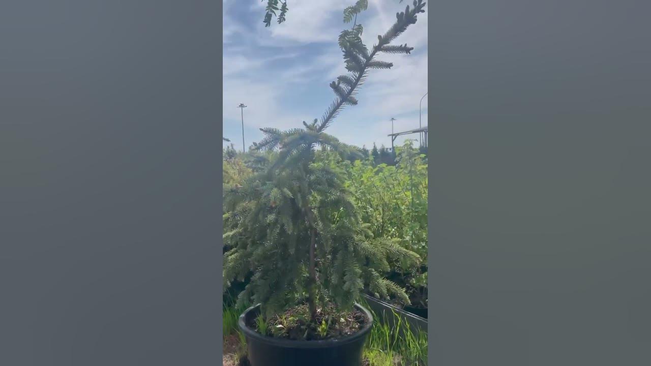 🌿🌲Ель плакучая Глаука 📌🧧Мы находимся: ТК Китай Город, Выборгское ш ...