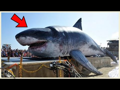 Dit Is Hoe De Laatste Megalodon Uitstierf