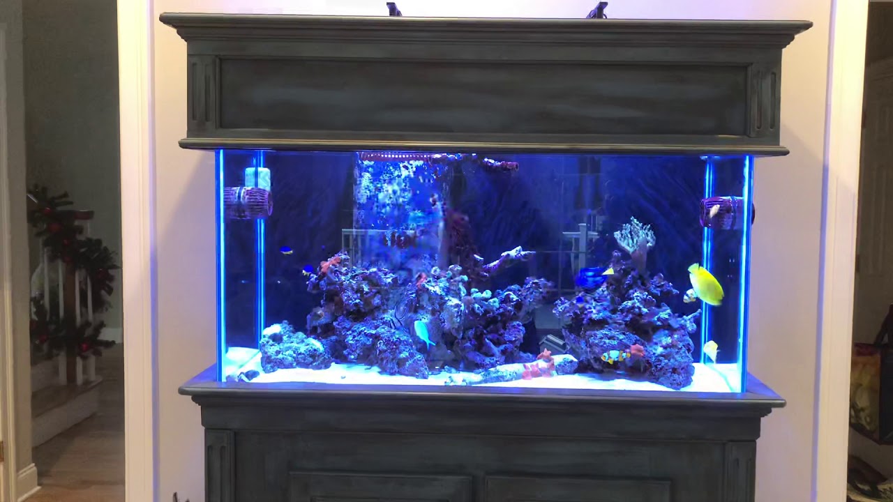 90 Gallon Reef Tank 