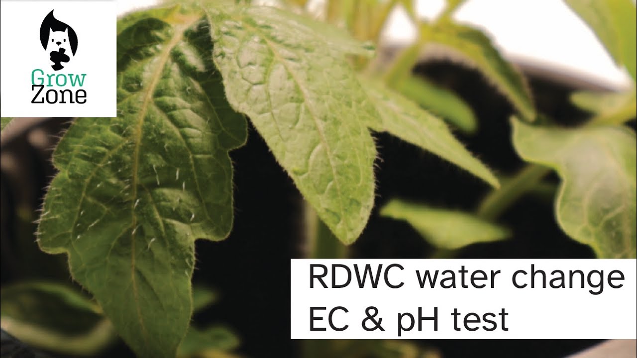 RDWC Water change and Water management including EC and pH testing - Growrilla Hydroponics