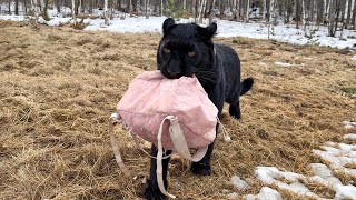 Luna the panther is enjoying spring! It's time to play again! (ENG SUB) screenshot 2