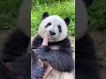 Caption please shorts funny panda