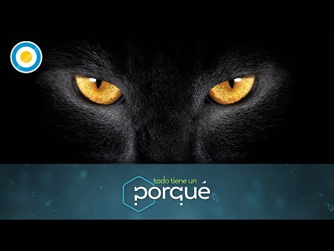 Video: ¿Por Qué Los Ojos de Mi Gato… Brillan en la Oscuridad?