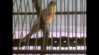 kenari isian lovebird