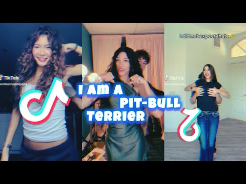 Viral PITBULL TERRIER TikToks You CAN T Skip Best Edits Challenges