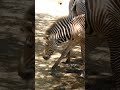 Baby Grevys Zebra LA Zoo Los Angeles California June 15, 2026 85 Degrees Summer Animals Conservation