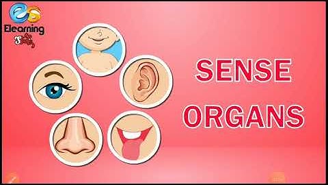 Class 1 Chapter 3 My Sense Organs