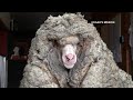 Rescued Australian sheep freed from wool weighing 78 pounds