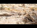 سلكناها طريق العز 
