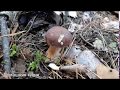 Осенний грибной лес 2018