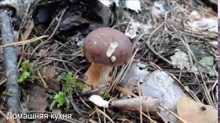 Осенний грибной лес 2018
