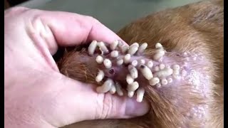 Собаку заживо поедают черви, удаление из кожи личинок овода!