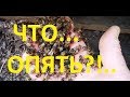 Что опять? Как остановить выход роя.