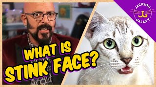 What is the Flehmen Response AKA Stinkface?