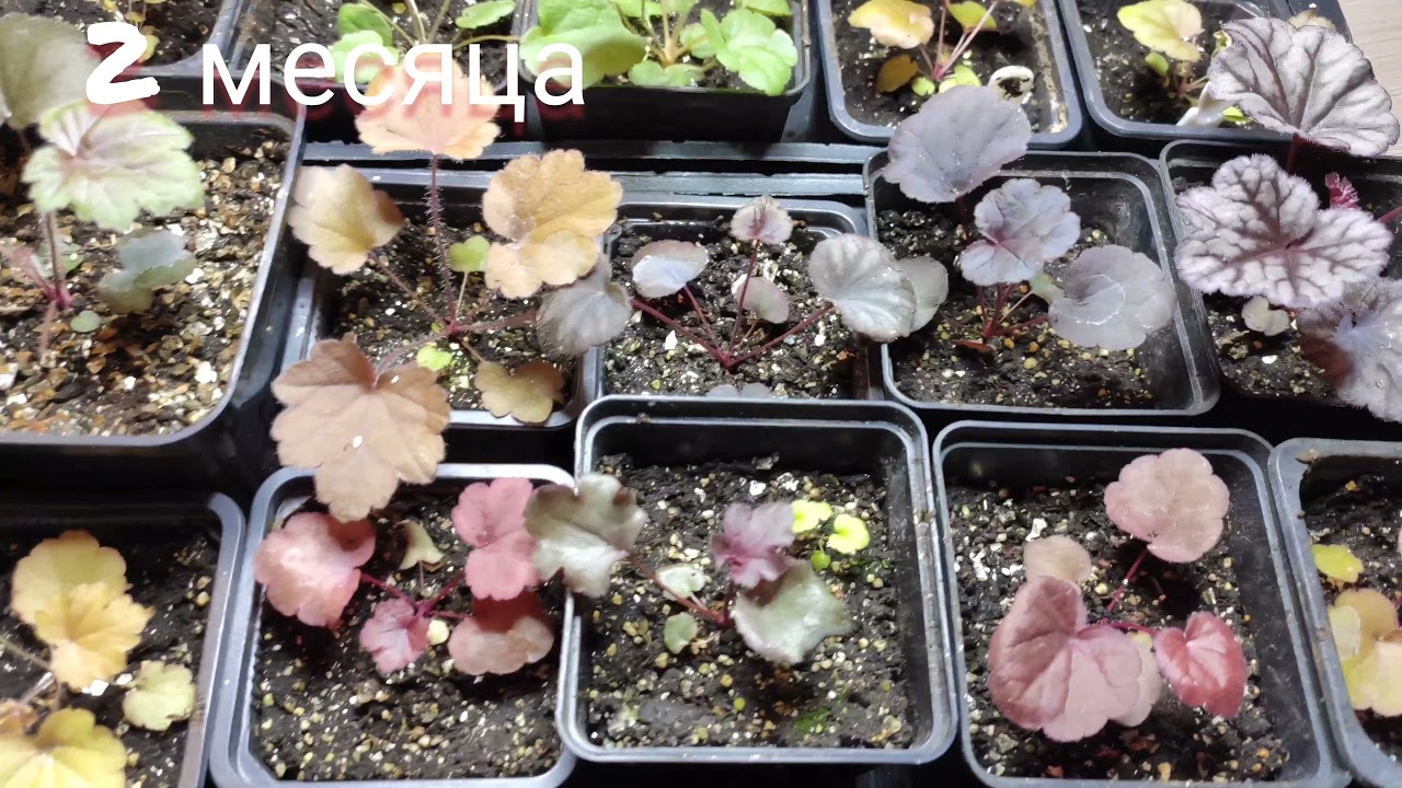 Выращиваю гейхеры из семян...мои наблюдения за сеянцами в возрасте от  1,5 до 2 месяцев