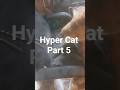 "My Cat Loses His Mind Every Single Day and I Can't Stop Watching"