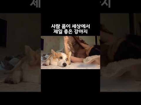 사람 품이 세상에서 제일 좋은 강아지 thumbnail