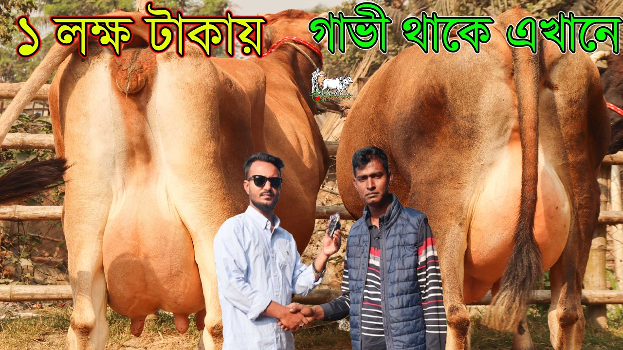এক ঝলকে ৩০-৪০ টি দুধের গাভী/২০+বকনার দাম সহ দেখুন,সেটাও খামারে যেভাবে গাভী বাঁধা থাকে সেই ভাবেই।