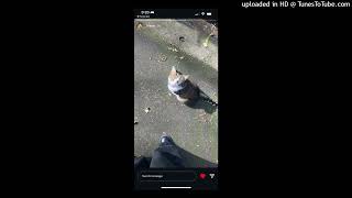 Download Lagu cewer - walking with a stomp MP3