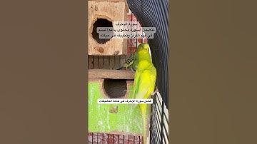 #سورة_الزخرف #قرآن #المصحف #عبدالباسط_عبدالصمد #طيور #quran #birds #budgies #america #texas #austin