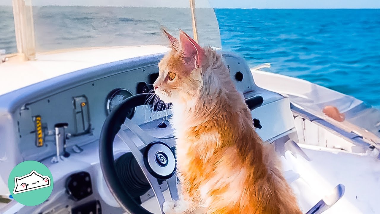 A woman goes surfing with her cats who are 'fascinated' by water