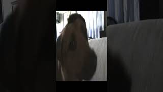 Pet Pitbull-Mix Bares Dagger Sharp Teeth And Growls, Does She Bite?